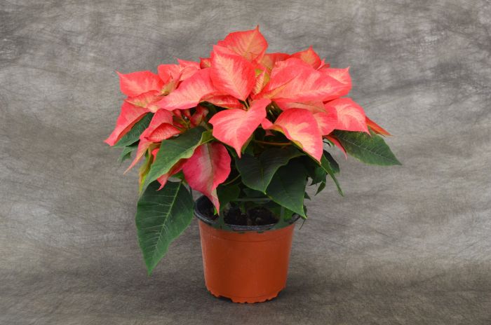 Premium Ice Crystals Poinsettia Naked Pot Gertens Garden Center