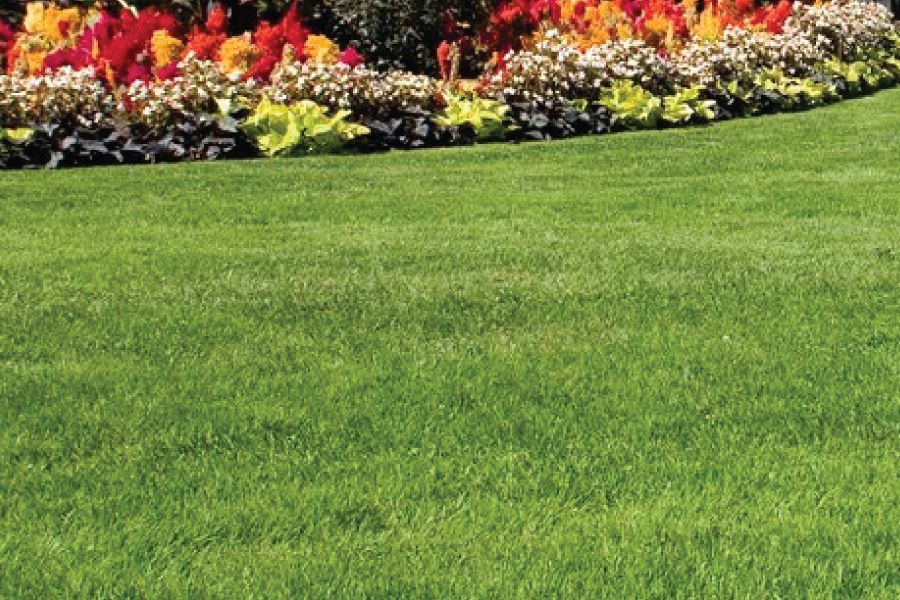 Top Ten Lawn Tips