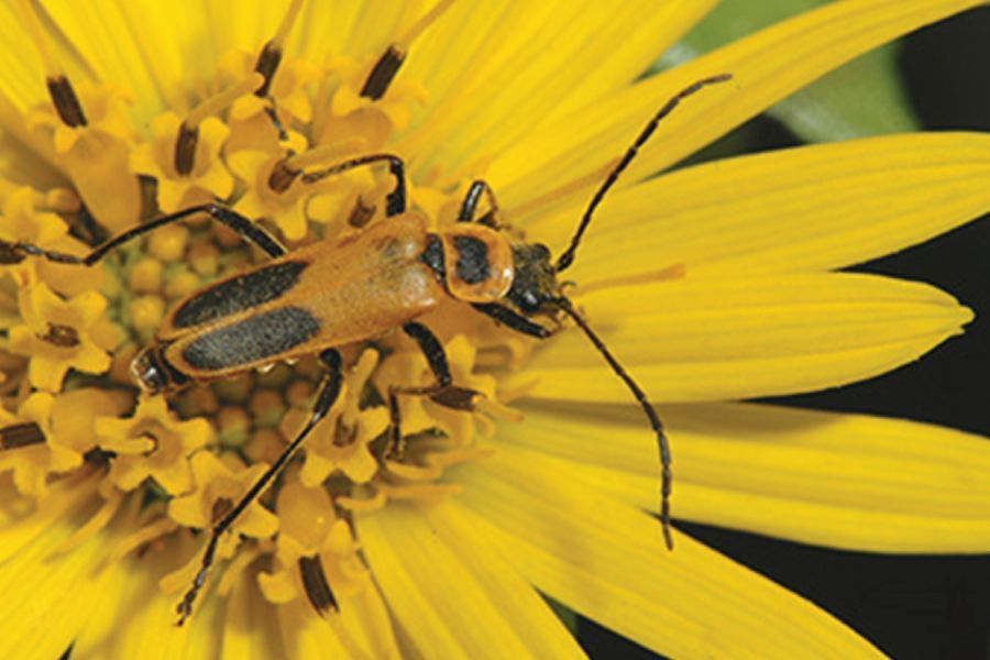 THE GARDEN SCOOP: Saluting Soldier Beetles