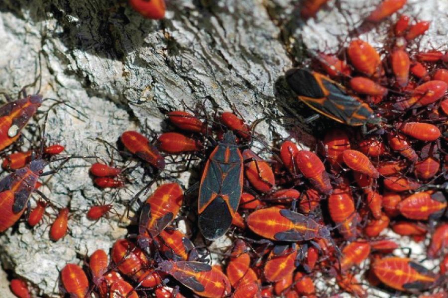 Boxelder Bug Control