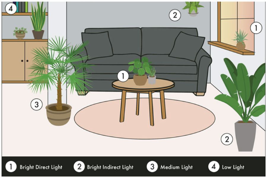 Light and Indoor Plants