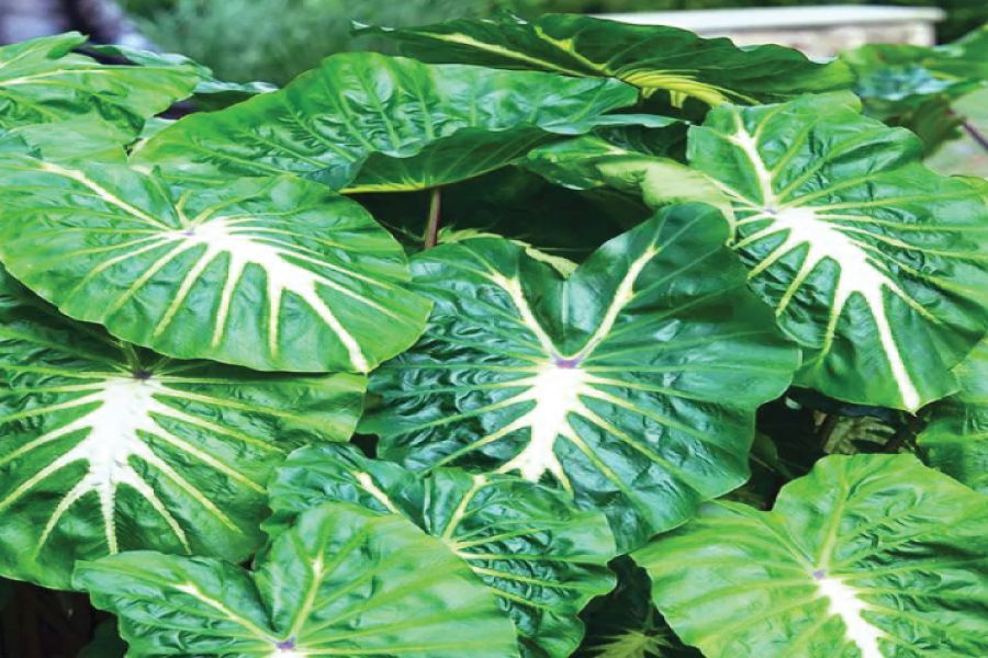 Growing Elephant Ears