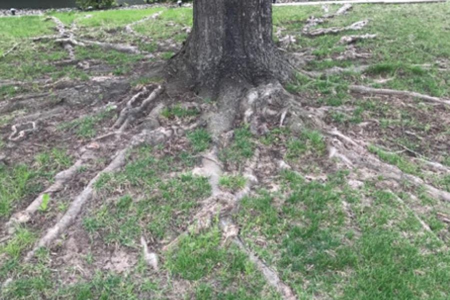 THE GARDEN SCOOP: Arbor Day 2023 – How to Kill Your Tree