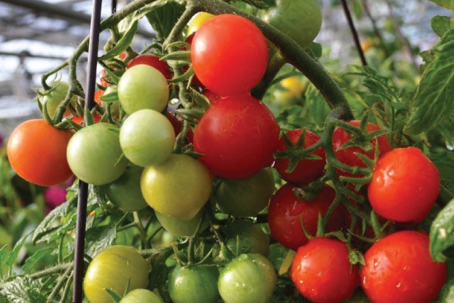 THE GARDEN SCOOP:  Tomato Trauma and Abundance