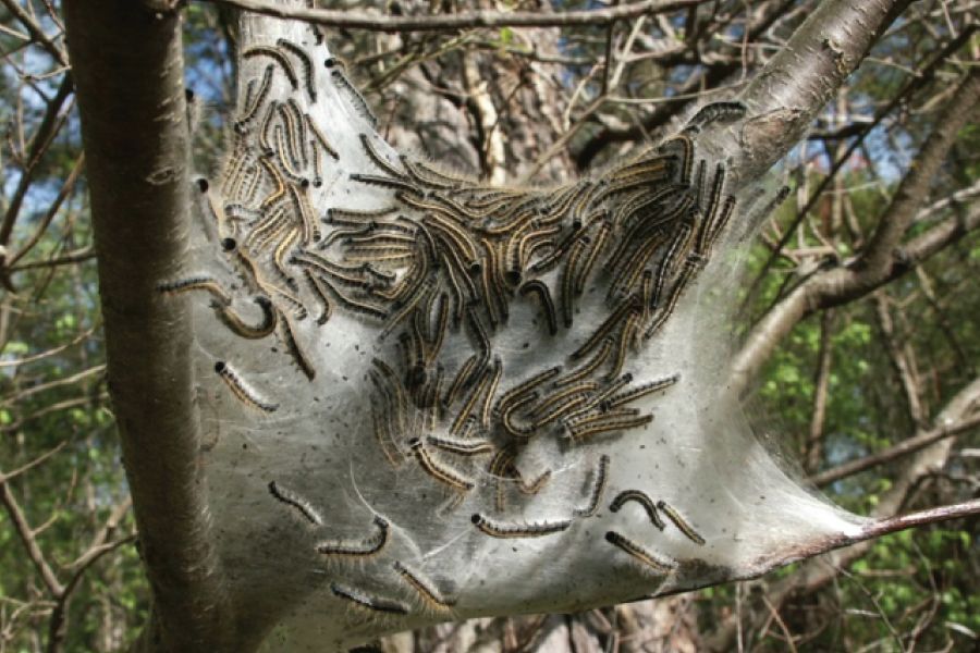 Tent Caterpillars