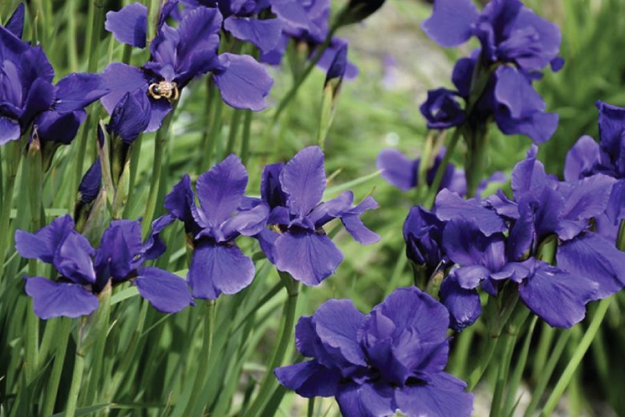 Top Ten Heirloom Plants for Minnesota