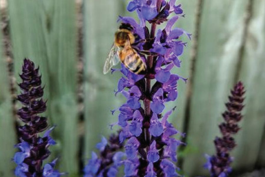 Top Ten Perennials for Pollinators