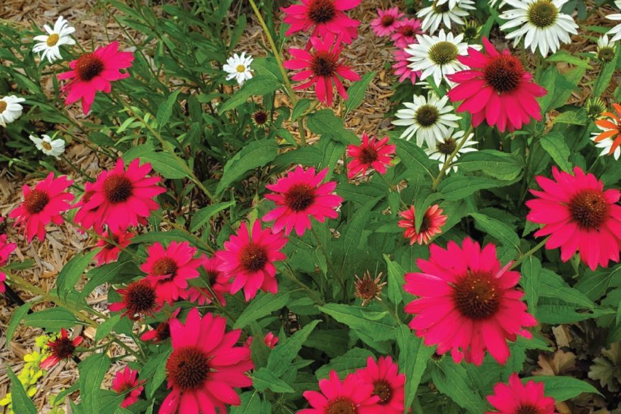 Top Ten Perennials – Shade and Sun