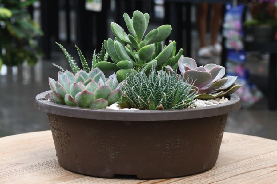 THE GARDEN SCOOP: Succulent Care