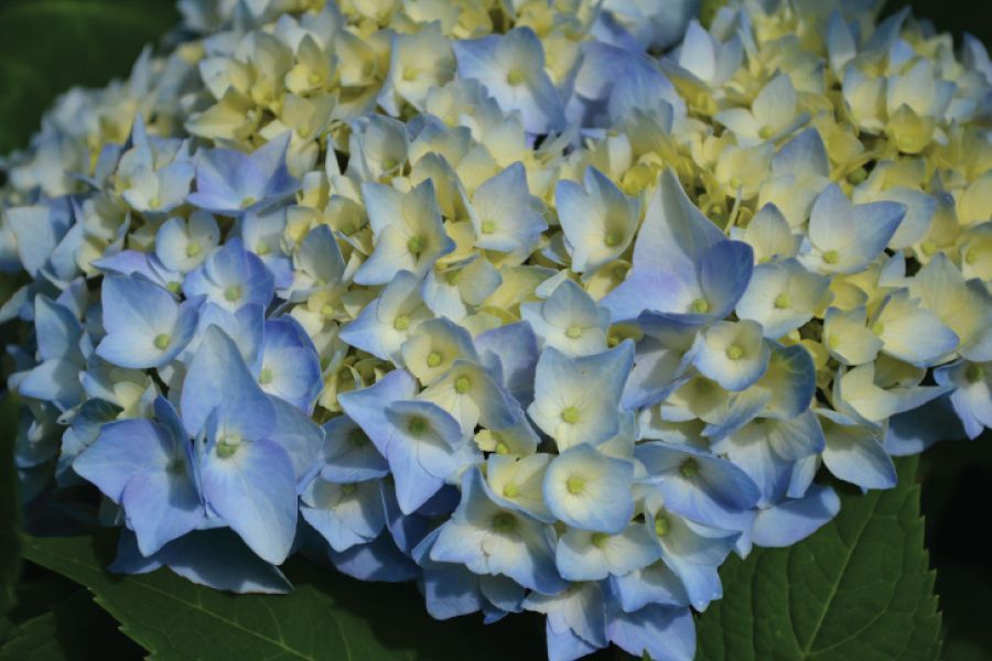 Hardy Hydrangea shrubs