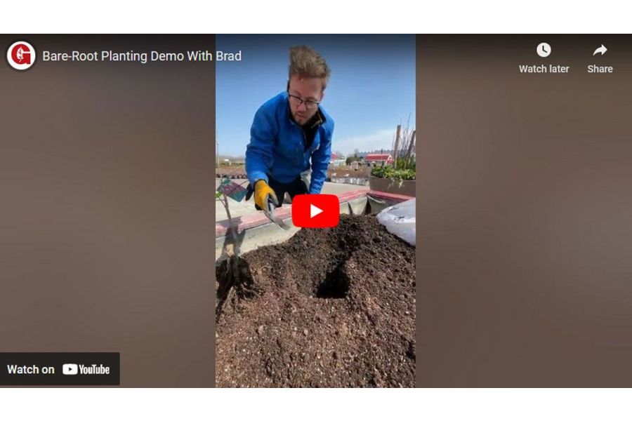 VIDEO: Bare Root Planting Demo With Brad