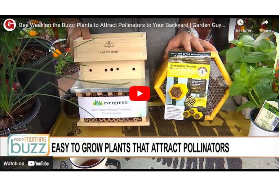 VIDEO: Bee Week on the Buzz: Plants to Attract Pollinators to Your Backyard | Garden Guy Dale