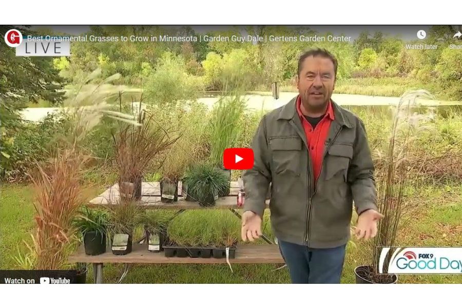 VIDEO: Best Ornamental Grasses to Grow in Minnesota | Garden Guy Dale