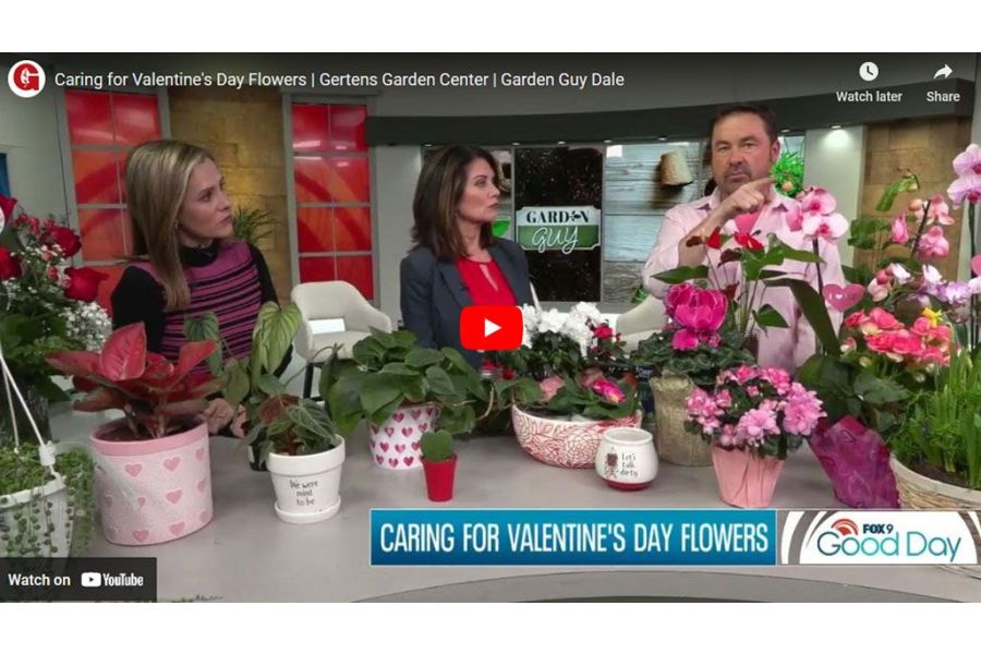 VIDEO: Caring for Valentine's Day Flowers | Garden Guy Dale