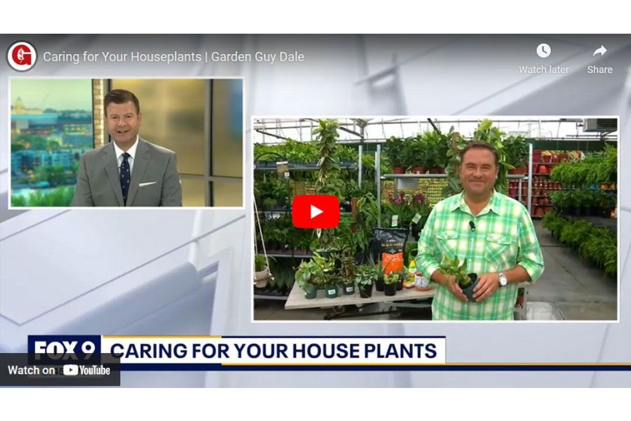 VIDEO: Caring for Your Houseplants | Garden Guy Dale