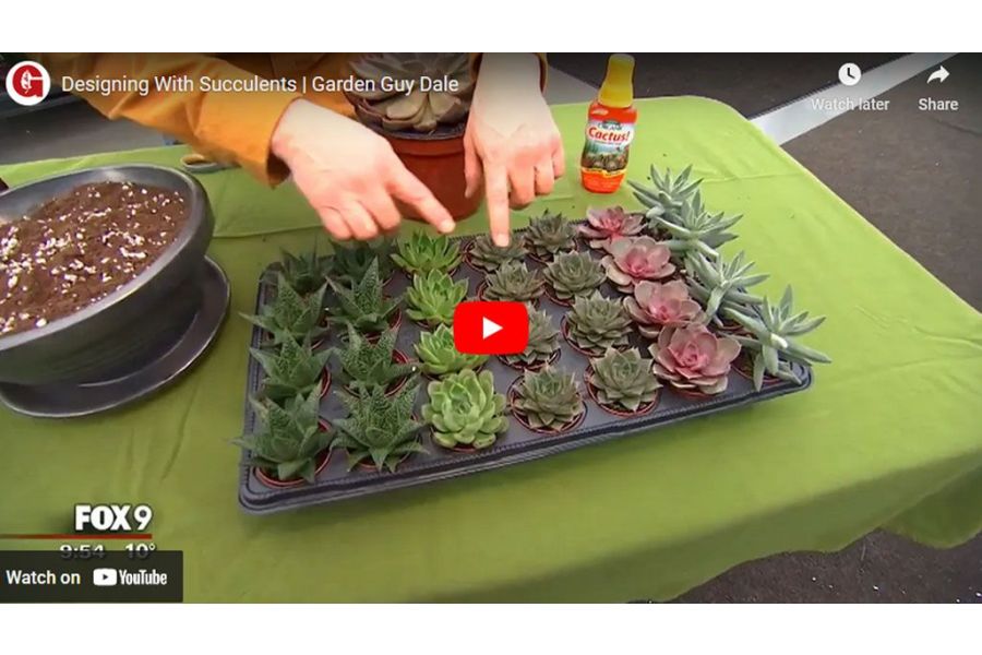 VIDEO: Designing With Succulents | Garden Guy Dale