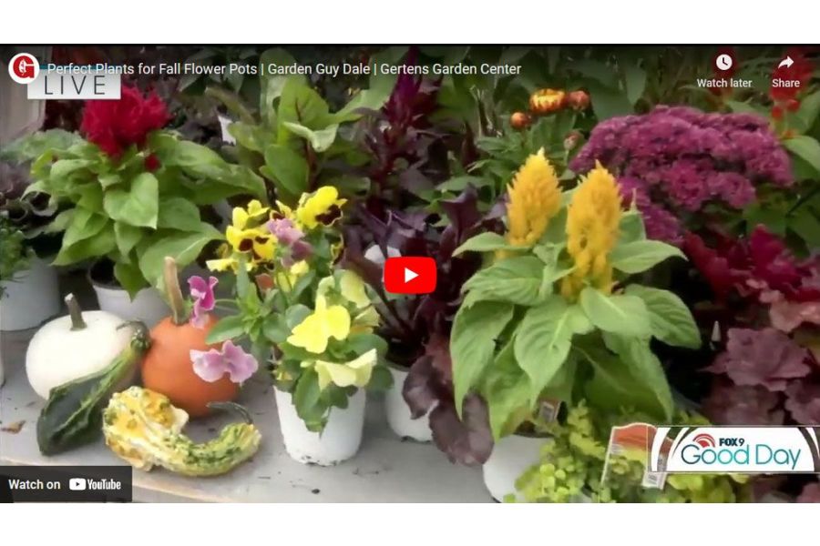 VIDEO: Perfect Plants for Fall Flower Pots | Garden Guy Dale