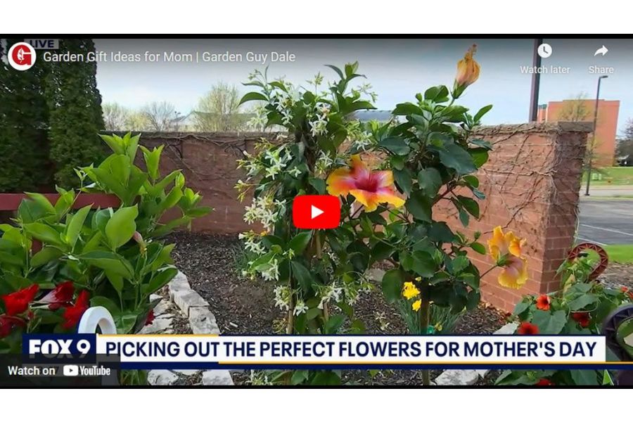 VIDEO: Garden Gift Ideas for Mom | Garden Guy Dale