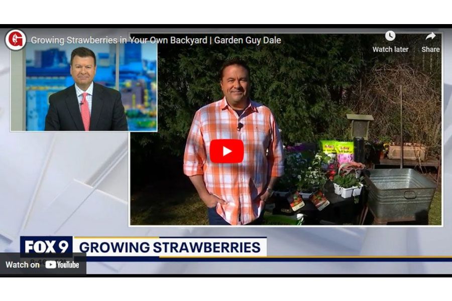 VIDEO: Growing Strawberries in Your Own Backyard | Garden Guy Dale