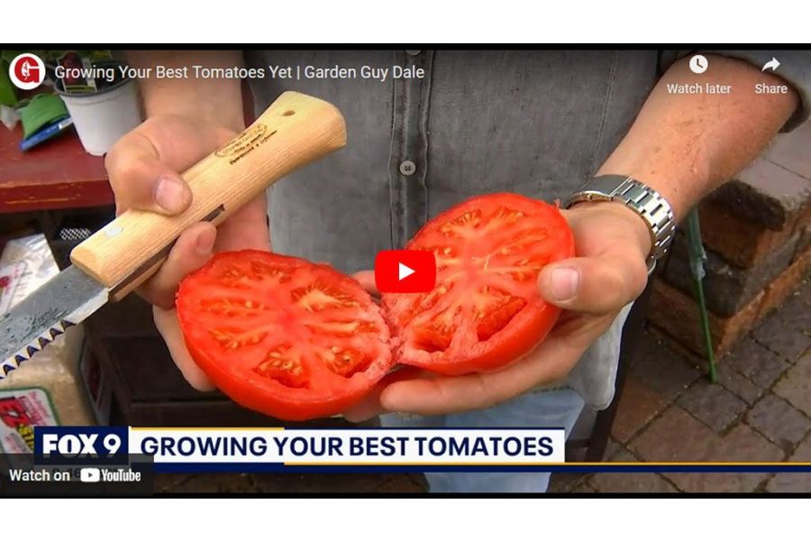 VIDEO: Growing Your Best Tomatoes Yet | Garden Guy Dale