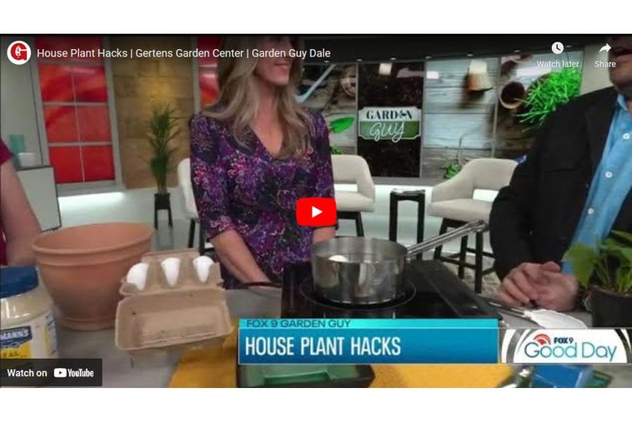 VIDEO: House Plant Hacks | Garden Guy Dale