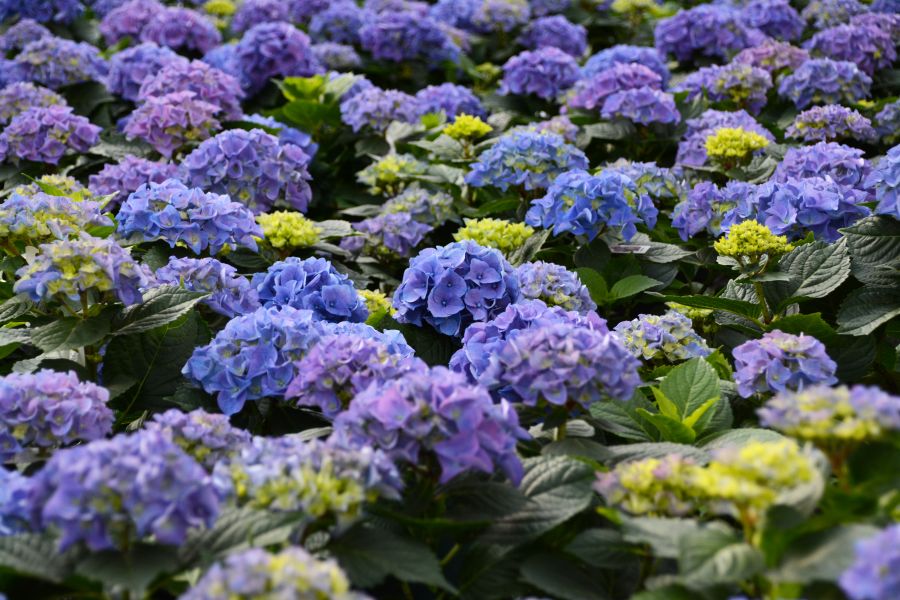 Hydrangeas - Pink or Blue