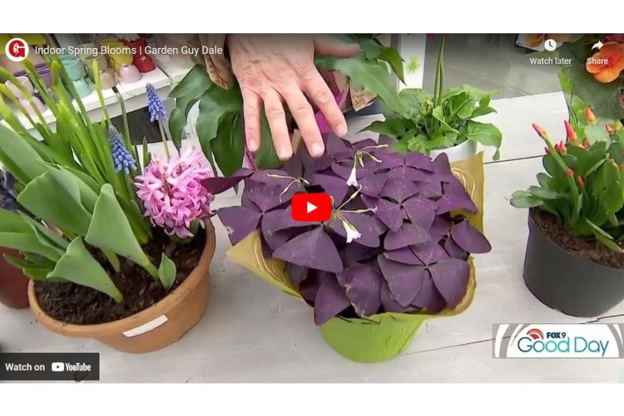 VIDEO: Indoor Spring Blooms | Garden Guy Dale