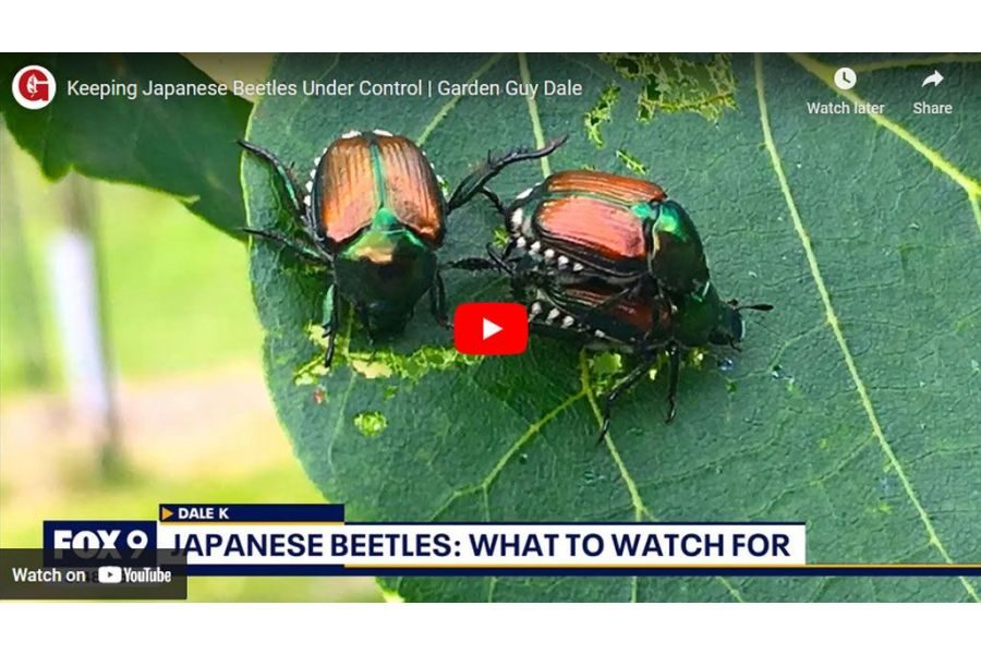 VIDEO: Keeping Japanese Beetles Under Control | Garden Guy Dale