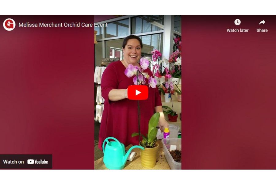 VIDEO: Melissa Merchant Orchid Care Event