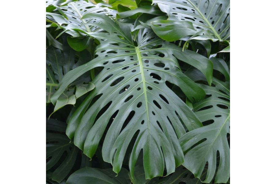 The Garden Scoop - 2025 Year of the Monstera