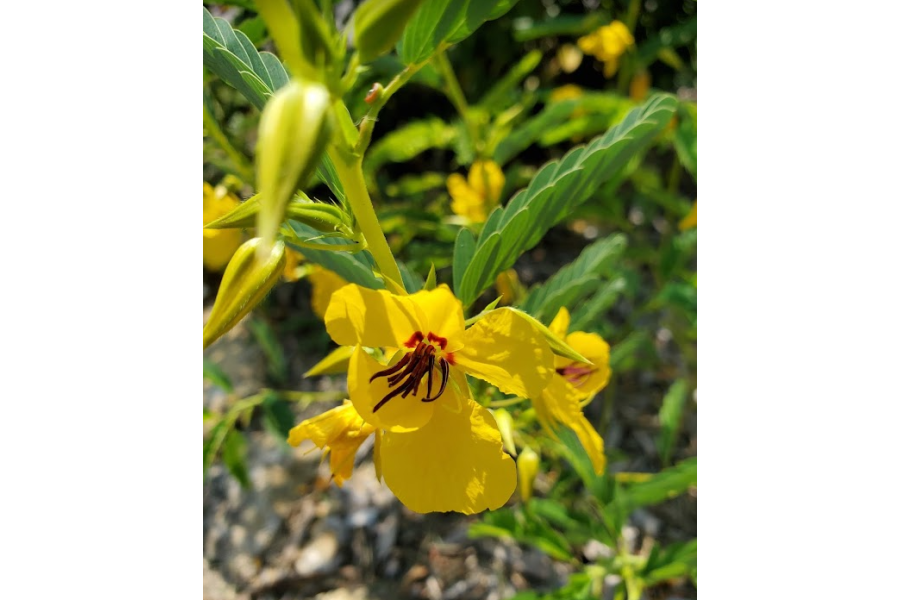 The Garden Scoop - Ode to the Partridge Pea