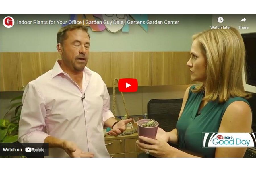 VIDEO: Indoor Plants for Your Office | Garden Guy Dale