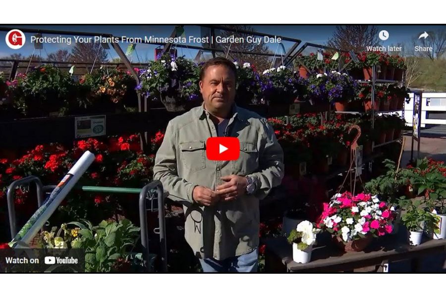 VIDEO: Protecting Your Plants From Minnesota Frost | Garden Guy Dale