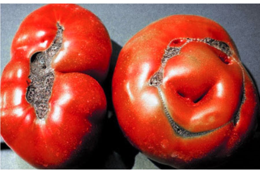 Top Ten Tomato Problems & How to Solve Them