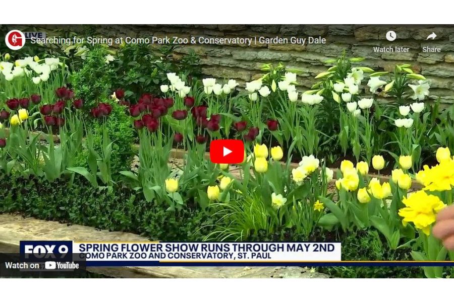 VIDEO: Searching for Spring at Como Park Zoo & Conservatory