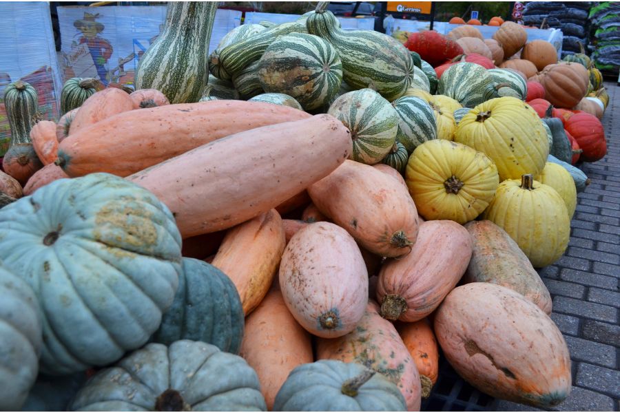 THE GARDEN SCOOP: Tis the Season of Curcurbita!