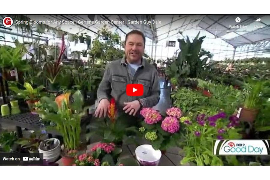 VIDEO: Spring Blooms for Any Space! | Garden Guy Dale