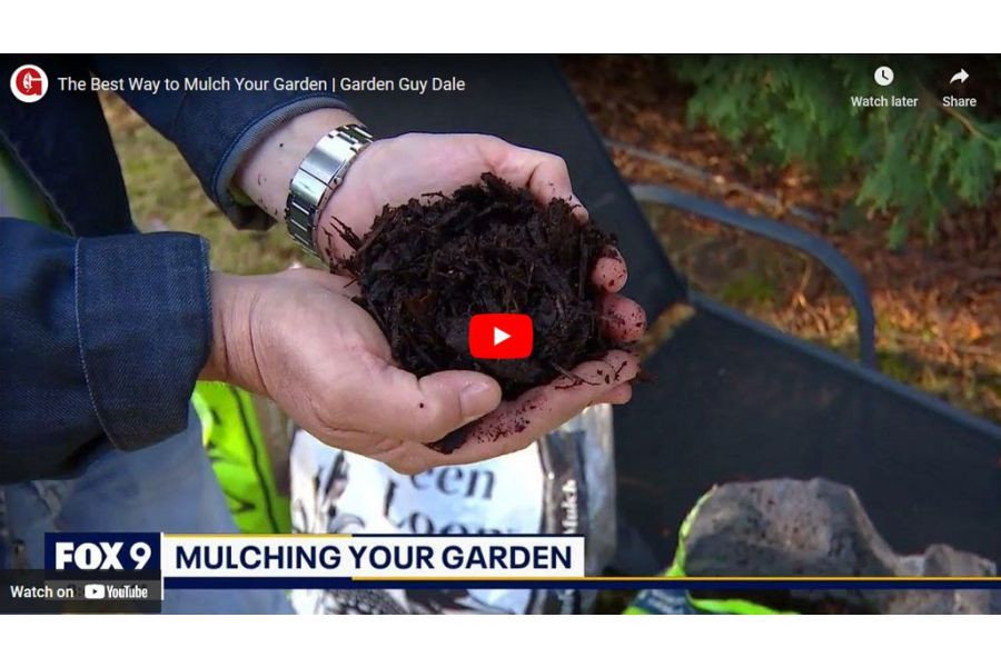 VIDEO: The Best Way to Mulch Your Garden With Garden Guy Dale