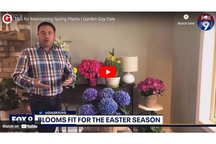 VIDEO: Tips for Maintaining Spring Plants | Garden Guy Dale