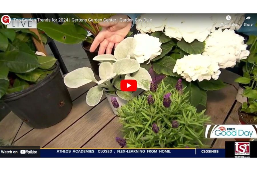 VIDEO: Top Garden Trends for 2024 | Garden Guy Dale