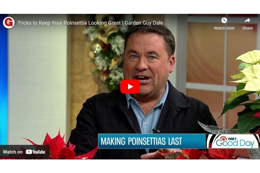 VIDEO: Tricks to Keep Your Poinsettia Looking Great | Garden Guy Dale