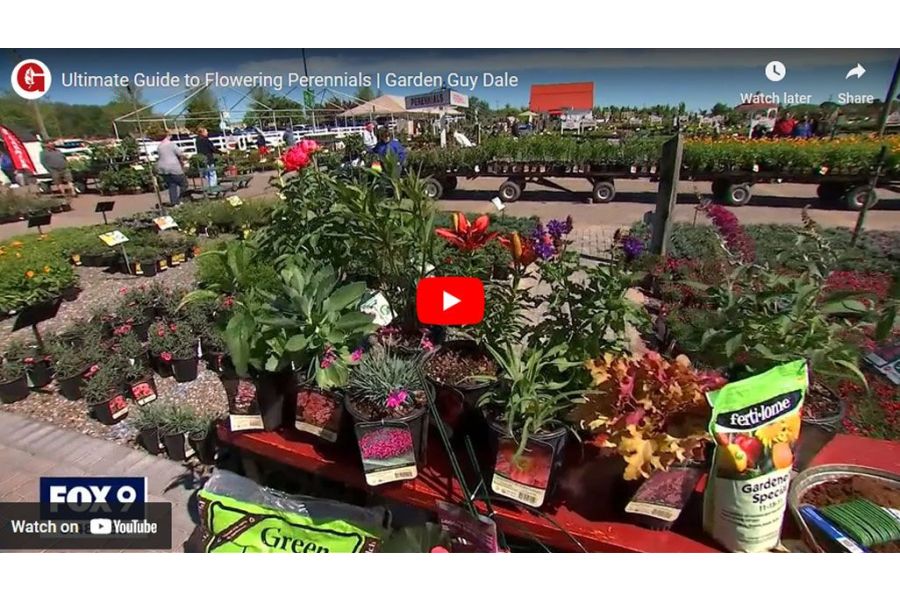 VIDEO: Ultimate Guide to Flowering Perennials | Garden Guy Dale