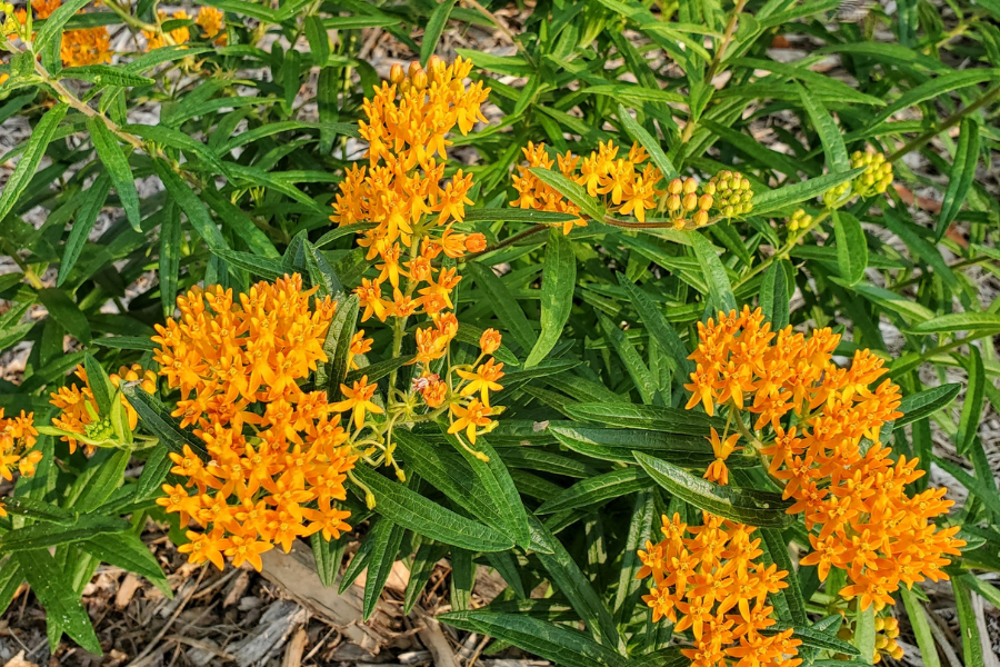 The Garden Scoop – 2025 Year of the Milkweed