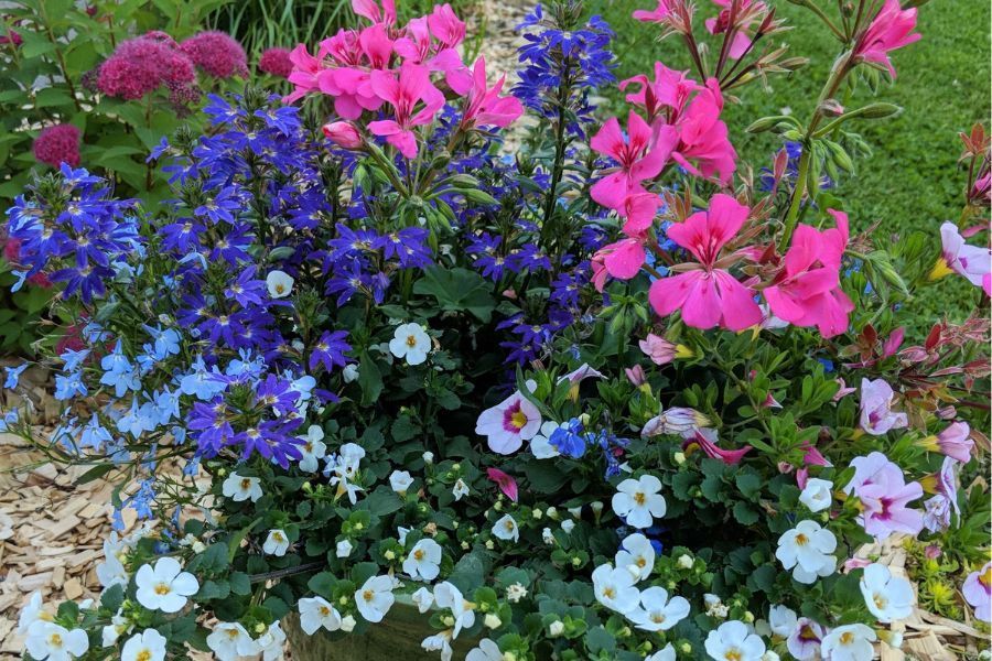 The Garden Scoop - Pots for Pollinators