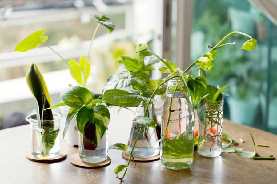 How to Propagate Houseplants