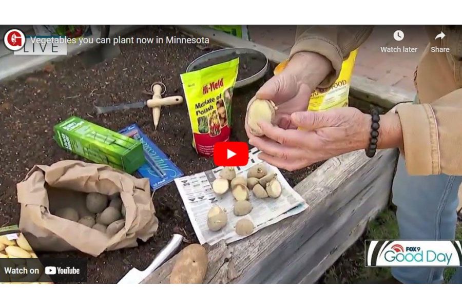 VIDEO: Vegetables You Can Plant Now in Minnesota | Garden Guy Dale