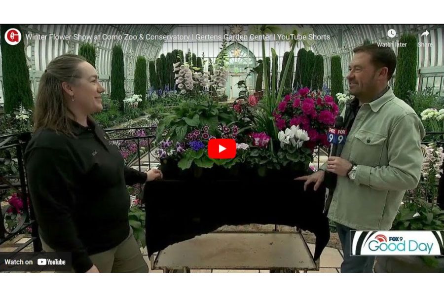 VIDEO: Winter Flower Show at Como Zoo & Conservatory | Garden Guy Dale