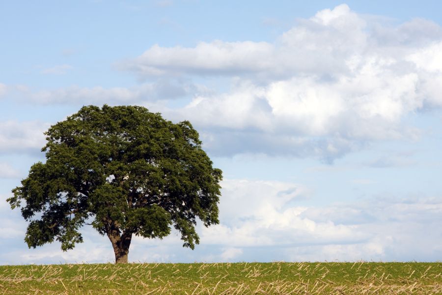 Fall Tree Care