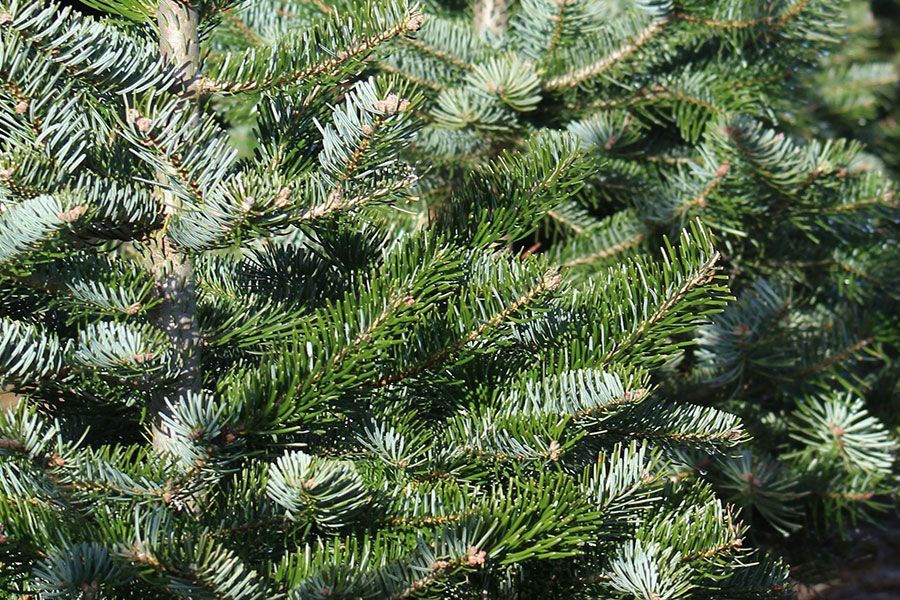 Choosing and Caring for Your Fresh Cut Tree