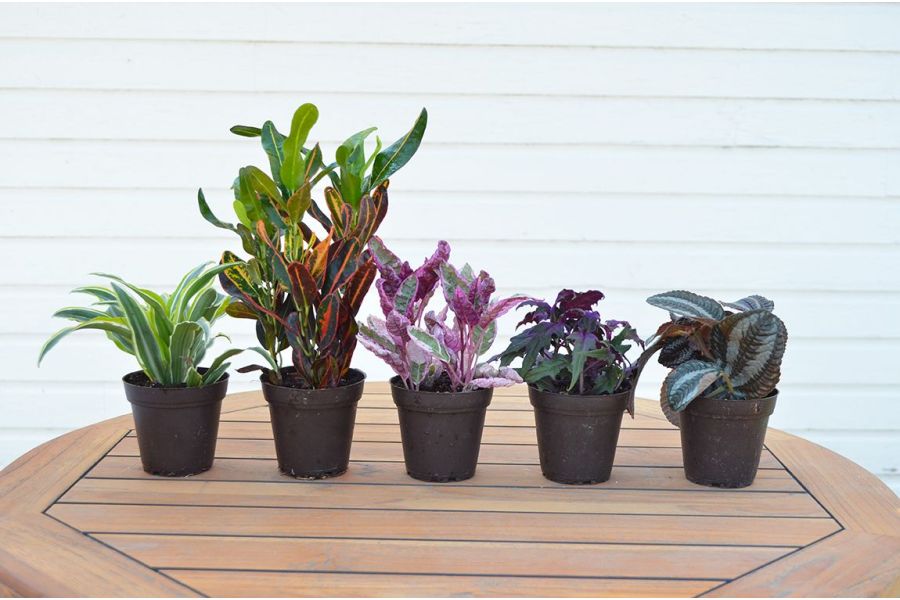 Keeping your Houseplants Healthy in Winter